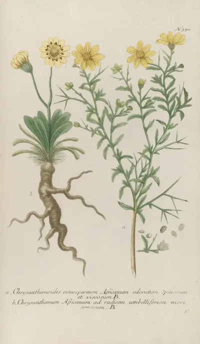 Phytanthoza Iconographia Pl 093