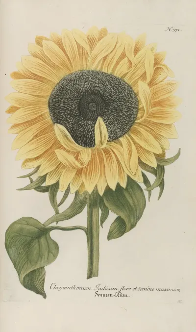 Phytanthoza Iconographia Pl 094