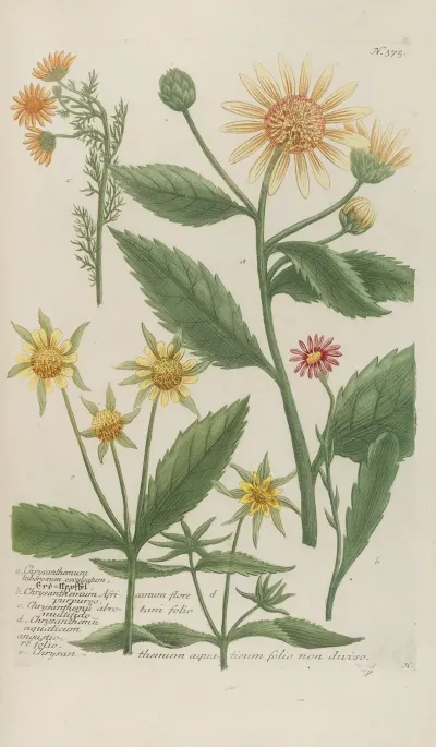 Phytanthoza Iconographia Pl 098