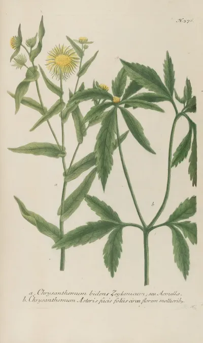 Phytanthoza Iconographia Pl 099