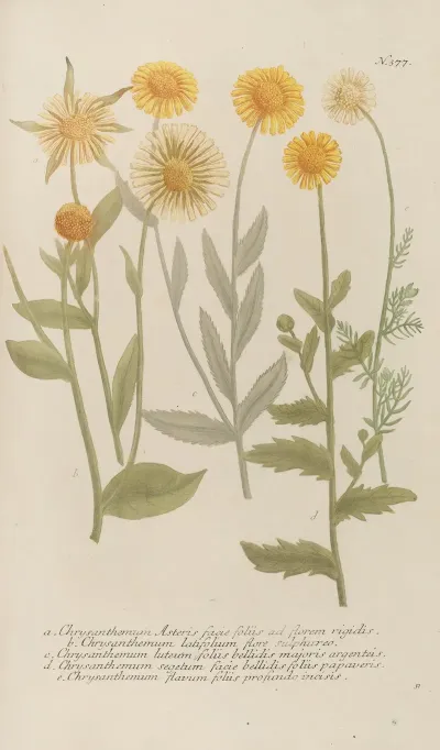 Phytanthoza Iconographia Pl 100