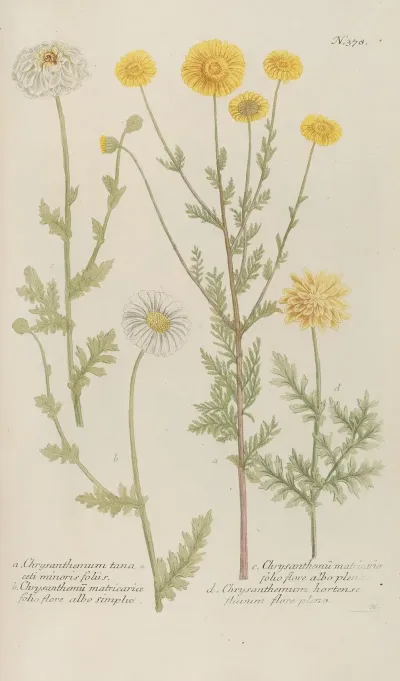 Phytanthoza Iconographia Pl 101