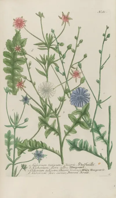 Phytanthoza Iconographia Pl 104