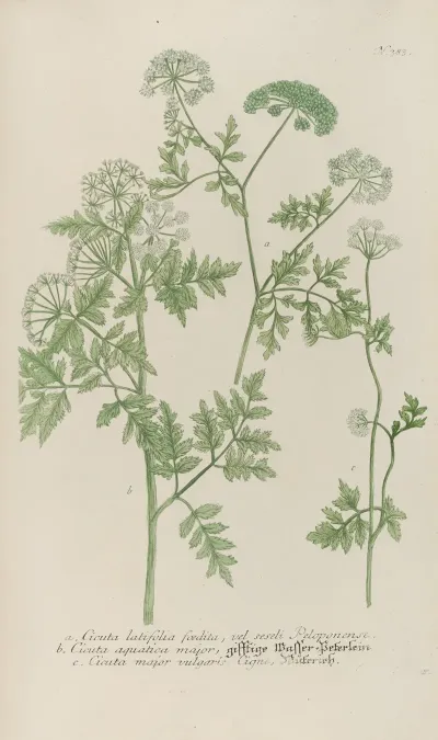 Phytanthoza Iconographia Pl 106