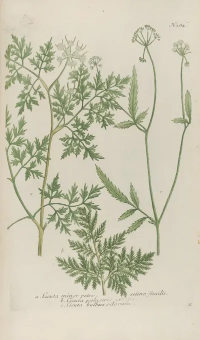 Phytanthoza Iconographia Pl 107