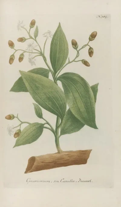 Phytanthoza Iconographia Pl 108