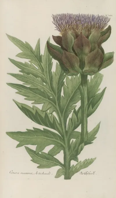 Phytanthoza Iconographia Pl 111