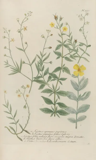 Phytanthoza Iconographia Pl 113