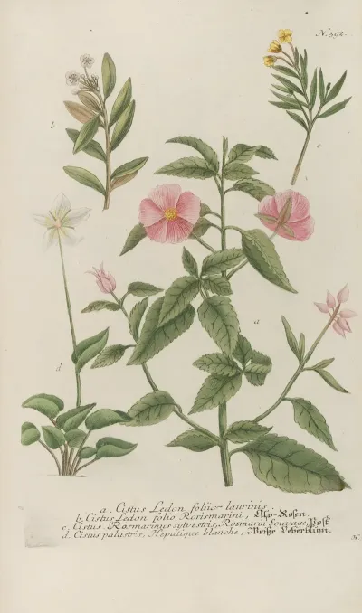 Phytanthoza Iconographia Pl 115