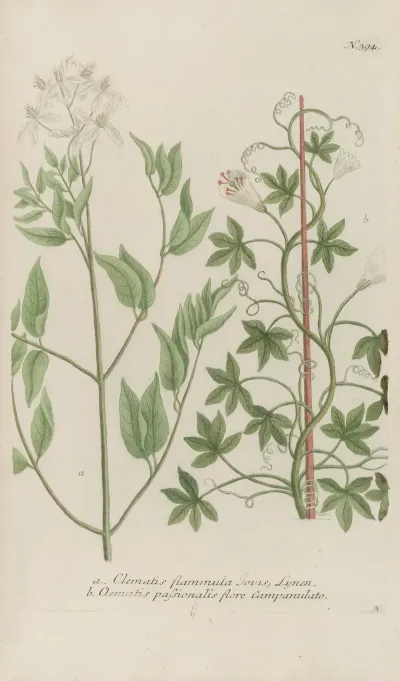 Phytanthoza Iconographia Pl 117
