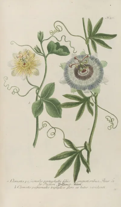 Phytanthoza Iconographia Pl 119