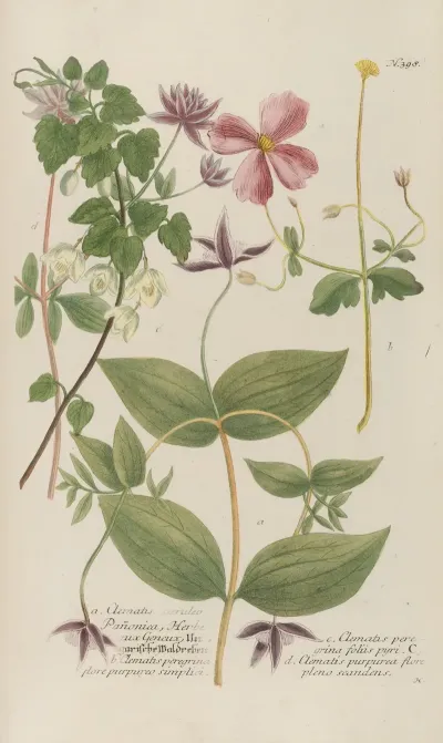 Phytanthoza Iconographia Pl 121
