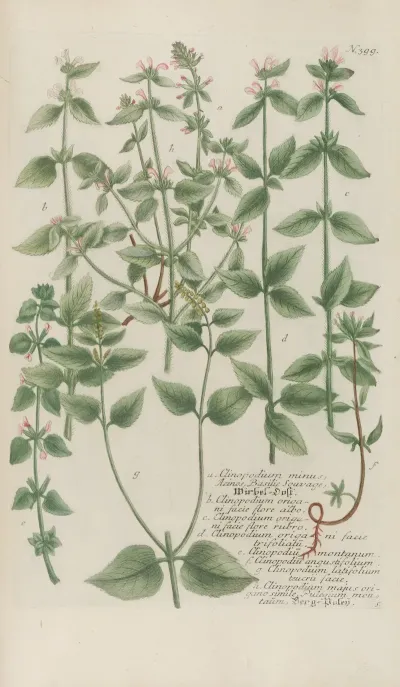 Phytanthoza Iconographia Pl 122
