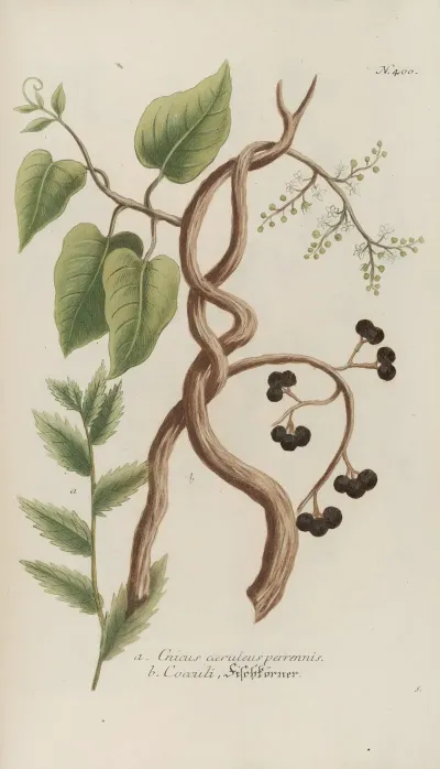 Phytanthoza Iconographia Pl 123