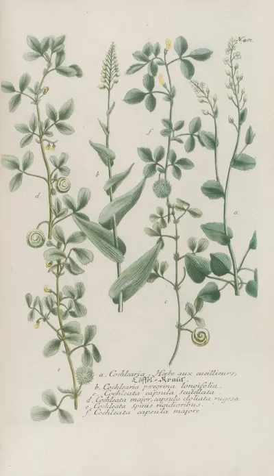 Phytanthoza Iconographia Pl 124