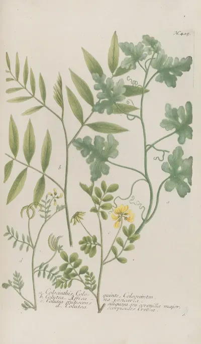 Phytanthoza Iconographia Pl 128