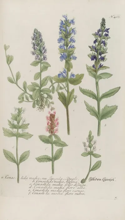 Phytanthoza Iconographia Pl 130