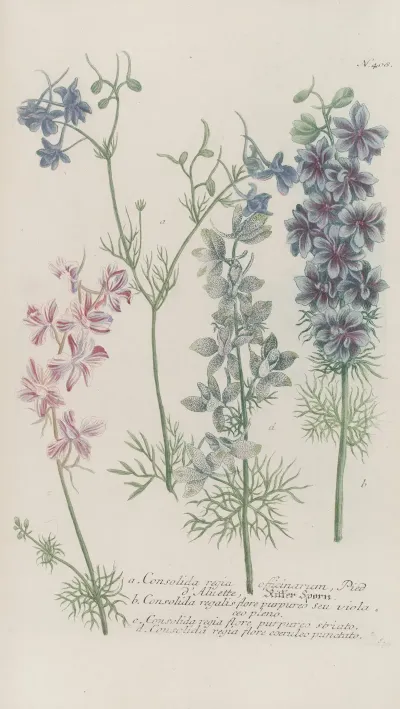 Phytanthoza Iconographia Pl 131