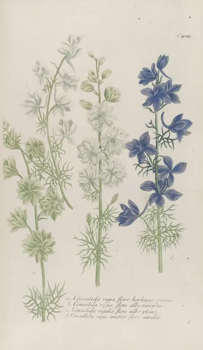 Phytanthoza Iconographia Pl 132