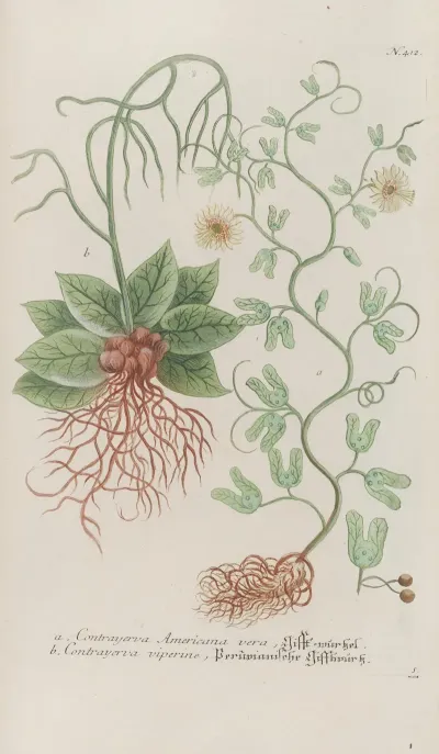 Phytanthoza Iconographia Pl 135