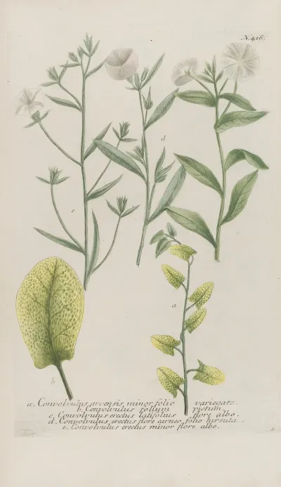 Phytanthoza Iconographia Pl 139