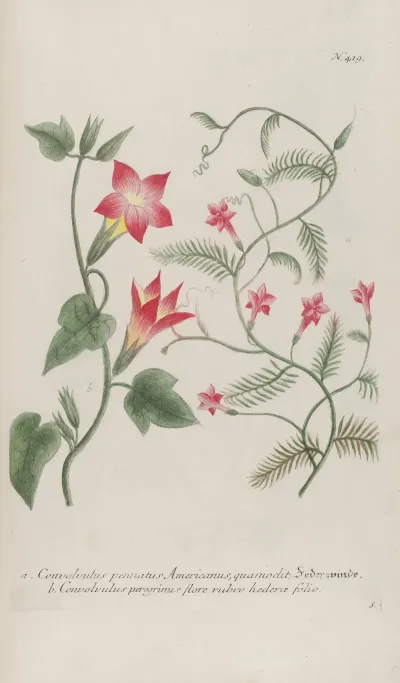Phytanthoza Iconographia Pl 142