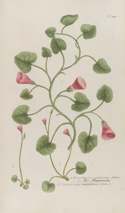 Phytanthoza Iconographia Pl 143