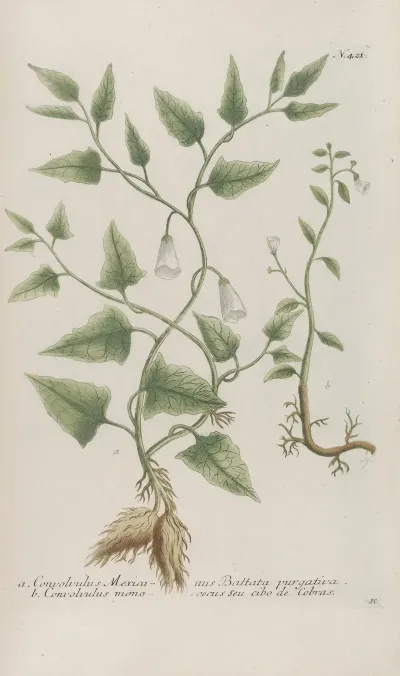 Phytanthoza Iconographia Pl 144