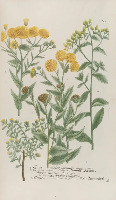 Phytanthoza Iconographia Pl 146
