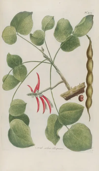 Phytanthoza Iconographia Pl 148