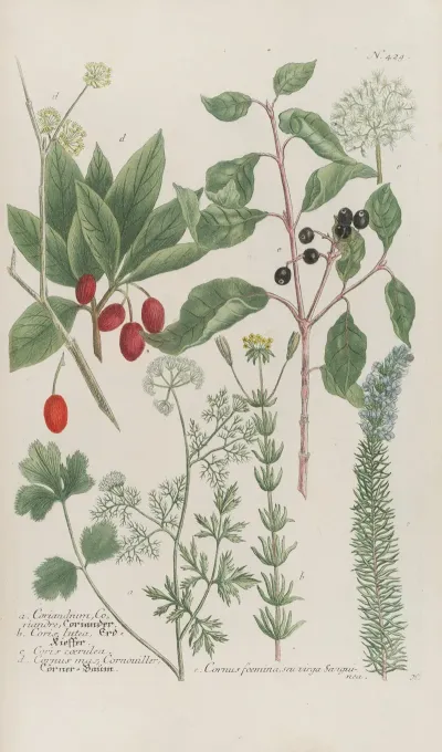 Phytanthoza Iconographia Pl 152