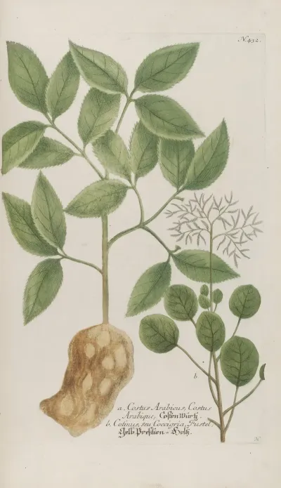 Phytanthoza Iconographia Pl 155