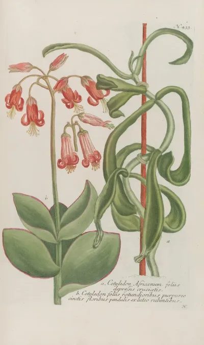 Phytanthoza Iconographia Pl 156