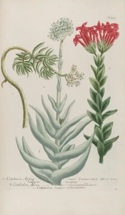 Phytanthoza Iconographia Pl 158