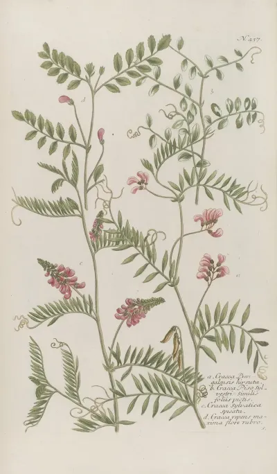 Phytanthoza Iconographia Pl 160