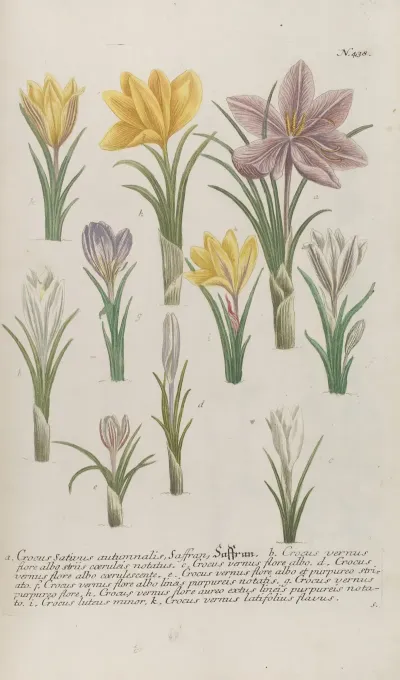 Phytanthoza Iconographia Pl 161