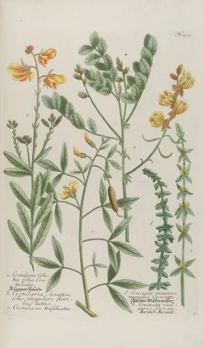 Phytanthoza Iconographia Pl 162