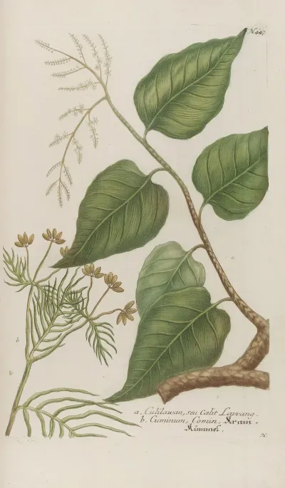 Phytanthoza Iconographia Pl 170