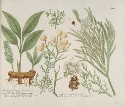 Phytanthoza Iconographia Pl 171