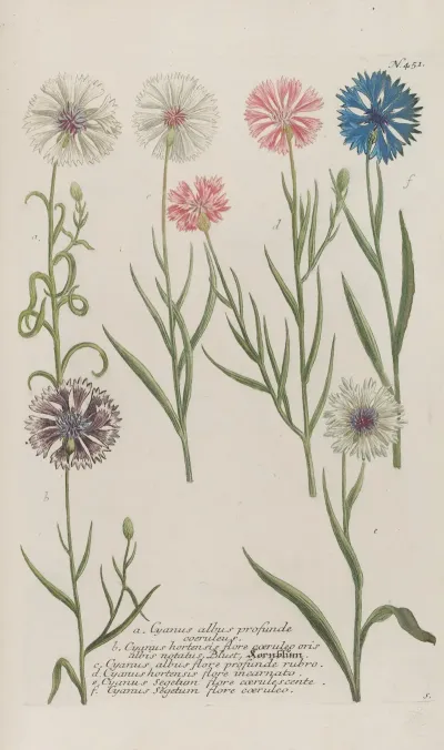 Phytanthoza Iconographia Pl 174
