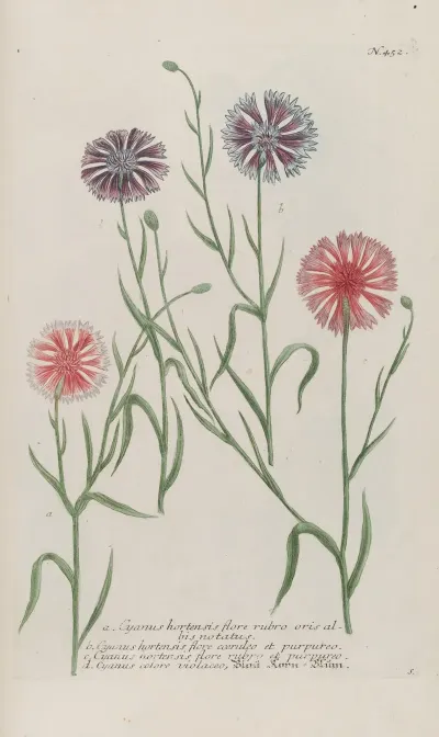 Phytanthoza Iconographia Pl 175