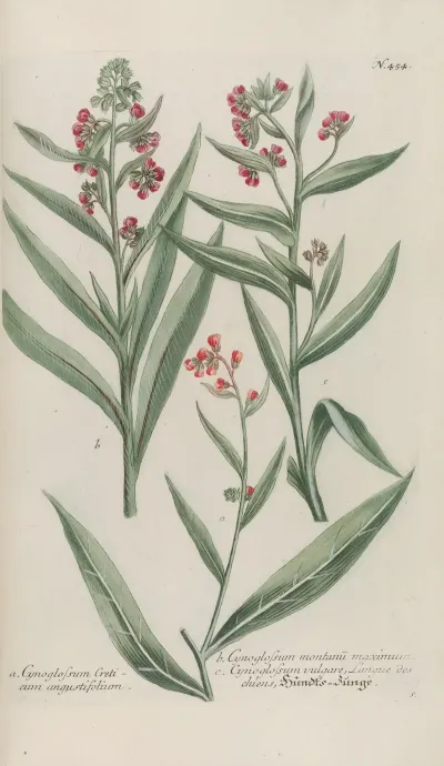 Phytanthoza Iconographia Pl 177