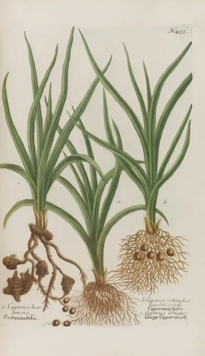 Phytanthoza Iconographia Pl 178