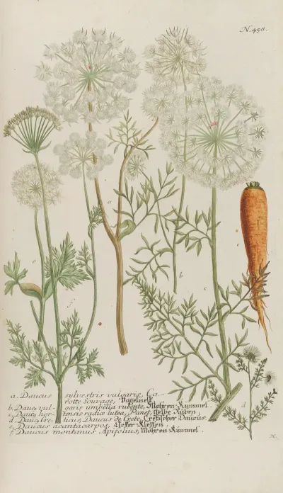 Phytanthoza Iconographia Pl 181