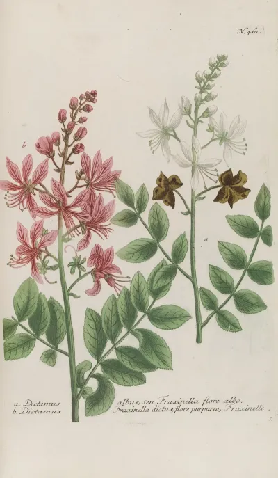 Phytanthoza Iconographia Pl 184