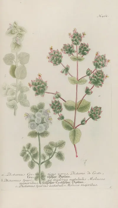 Phytanthoza Iconographia Pl 185