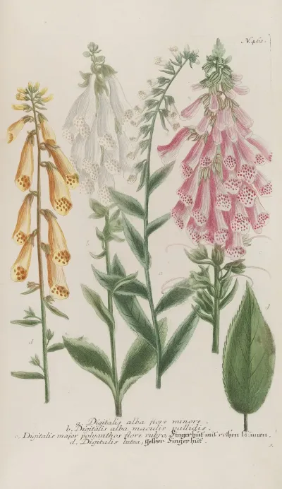 Phytanthoza Iconographia Pl 186