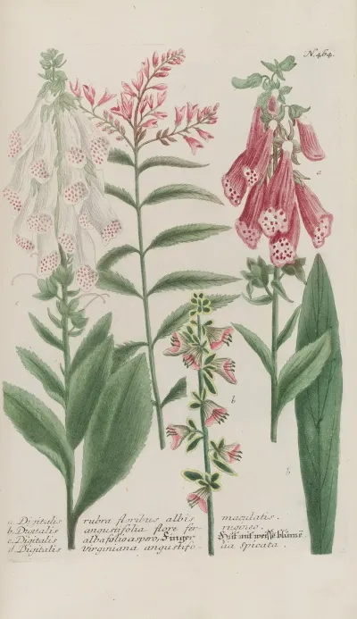 Phytanthoza Iconographia Pl 187