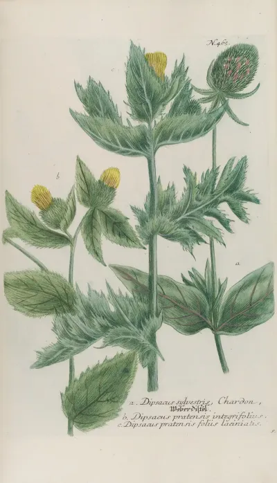 Phytanthoza Iconographia Pl 188