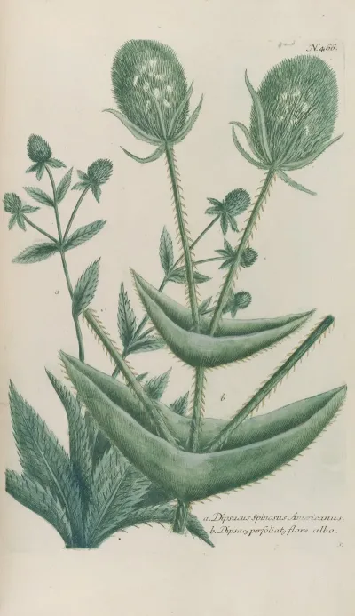 Phytanthoza Iconographia Pl 189